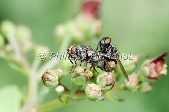 graphomyia maculata.JPG - Graphomya maculataAccouplement de Graphomyie tachetéeDiptera, MuscidaeFrance